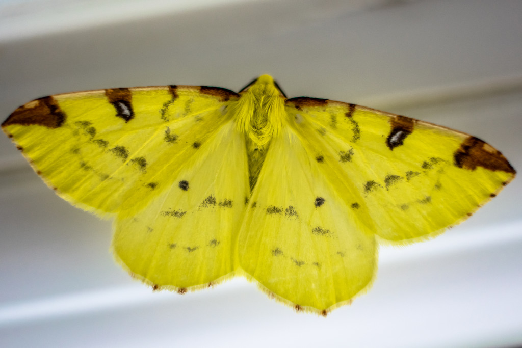 Brimstone Moth by rjb71