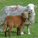Herdwick sheep and lamb by shirleybankfarm
