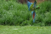 22nd May 2011 - Blue Macaw