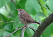 27th May 2016 - House Wren