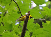 28th May 2016 - Hooded Warbler