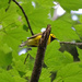 Hooded Warbler by annepann