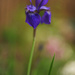 Iris Bloomed! by loweygrace