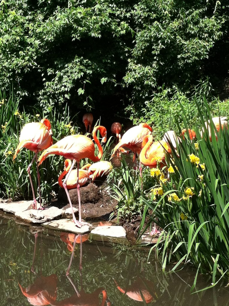 Flamingos by tatra