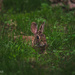 Wild And Free, Peter Bunny That's Me  by lesip