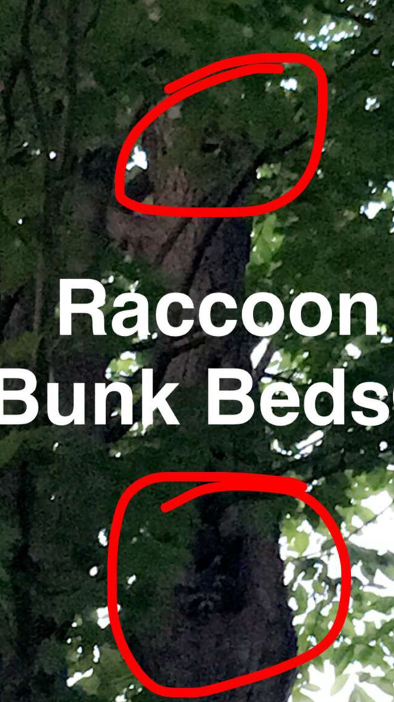 Raccoon Bunk Beds by frantackaberry