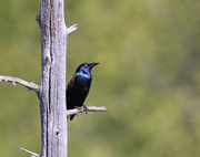 27th May 2016 - Grackle