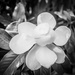 Magnolia by cjoye