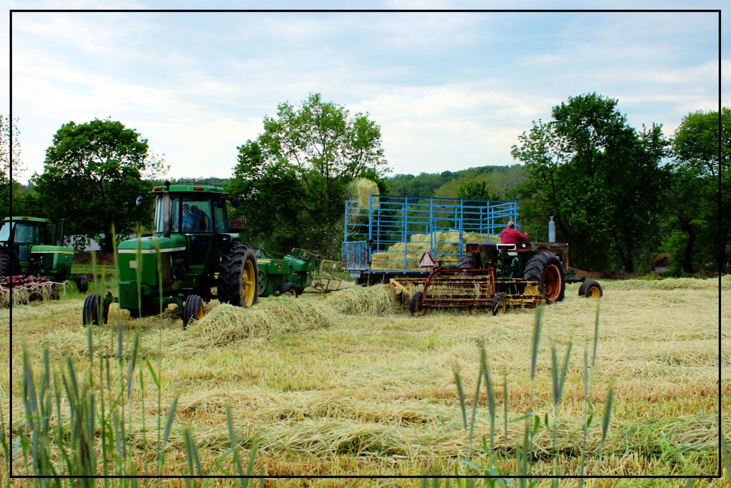 Bailing the Hay at Menegus Farm by olivetreeann