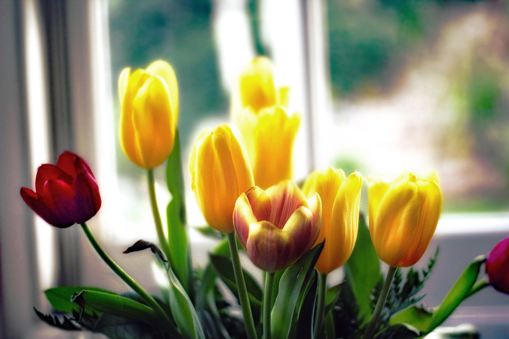 Tulips by jaybutterfield