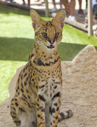 26th May 2016 - Connie the Serval
