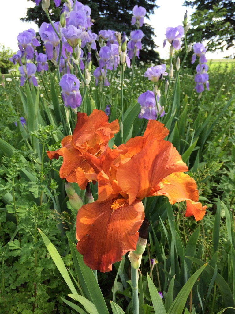 Irises by bjchipman