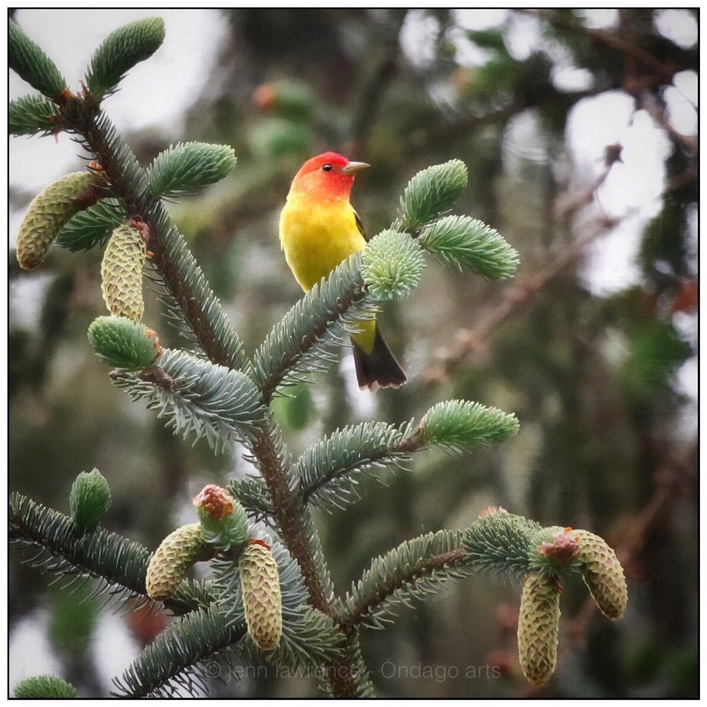 Western Tanager by aikiuser