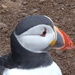 Close-Up Puffin by susiemc