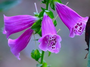 28th May 2016 - Foxgloves