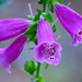 Foxgloves by congaree
