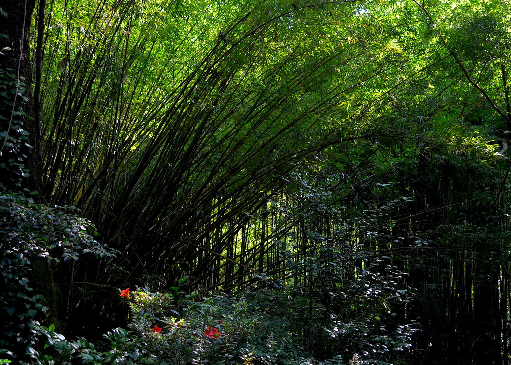 Bamboo forest and azaleas, Magnolia Gardens, Charleston, SC by congaree
