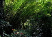 28th May 2016 - Bamboo forest and azaleas, Magnolia Gardens, Charleston, SC