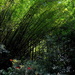 Bamboo forest and azaleas, Magnolia Gardens, Charleston, SC by congaree