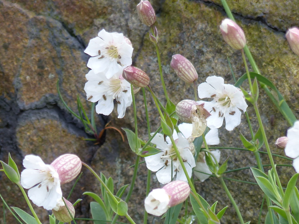 Sea Campion by susiemc