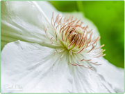 28th May 2016 - Clematis
