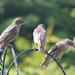 Baby Starlings. by wendyfrost