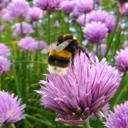 27th May 2016 - Bee in the chives