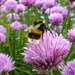 Bee in the chives by helenhall