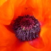 The Poppy - Day 2 by cmp