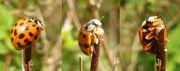 28th May 2016 - ladybird twizzle 