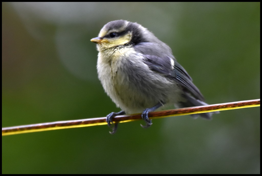 I was thrilled to see little Baby Blue Tit by rosiekind