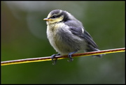 28th May 2016 - I was thrilled to see little Baby Blue Tit
