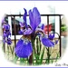 Home Grown Iris by ladymagpie