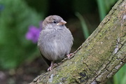 26th May 2016 - BABY HOUSE SPARROW