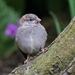 BABY HOUSE SPARROW by markp
