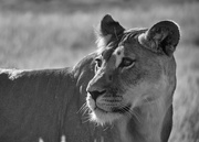 28th May 2016 - Lioness
