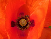 28th May 2016 - Poppy with visitor