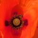 Poppy with visitor by 365anne