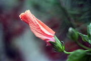 27th May 2016 - Hibiscus Bud