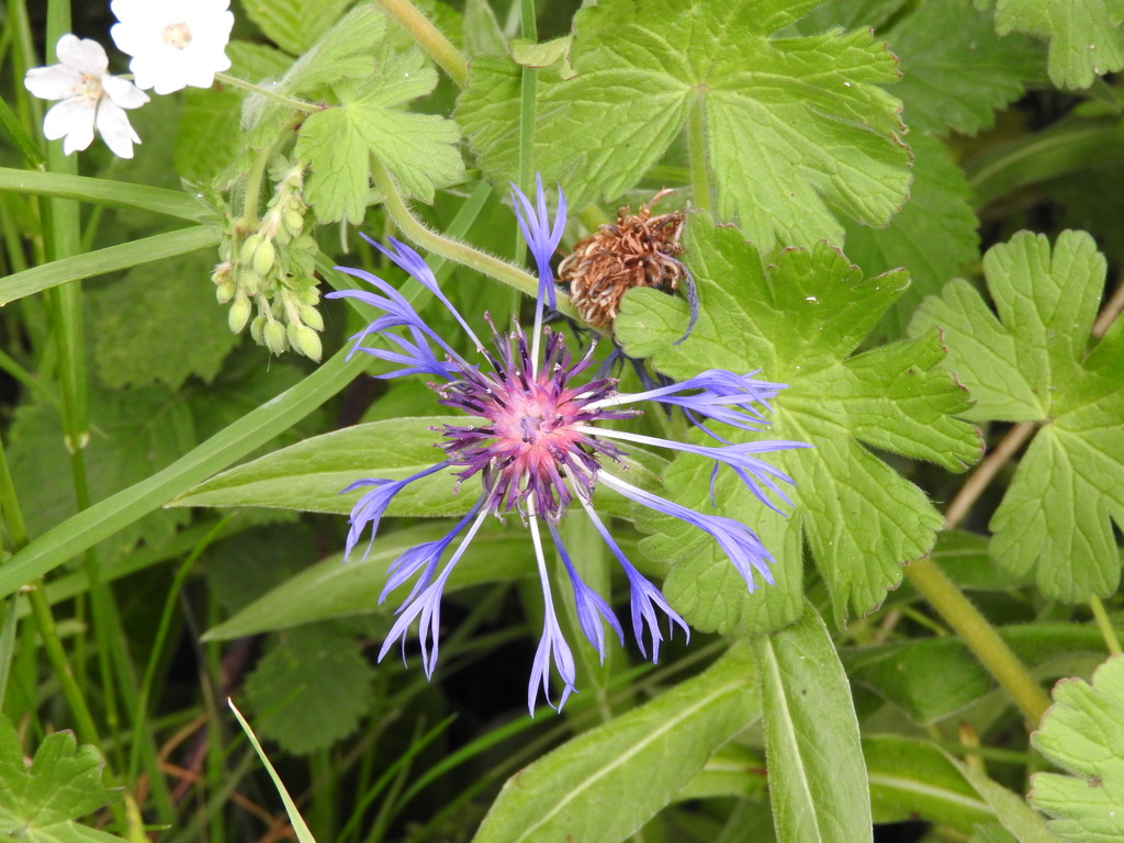 Cornflower by oldjosh