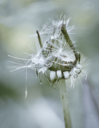 27th May 2016 - Demise of a Dandelion 
