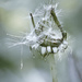 Demise of a Dandelion  by gardencat