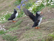 28th May 2016 -  Puffin in a Flap 