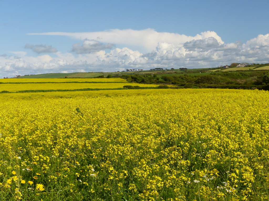 Yellow Fields by susiemc