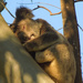 do not disturb by koalagardens