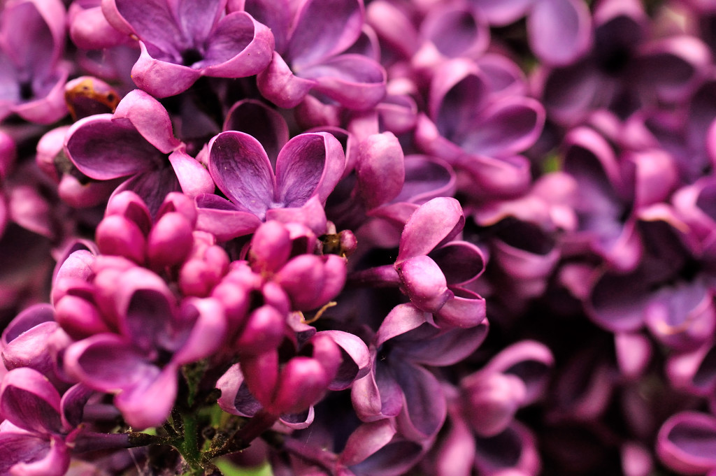Lilacs by dianen