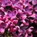 Lilacs by dianen