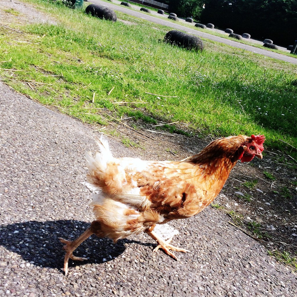 Chicken run by mastermek