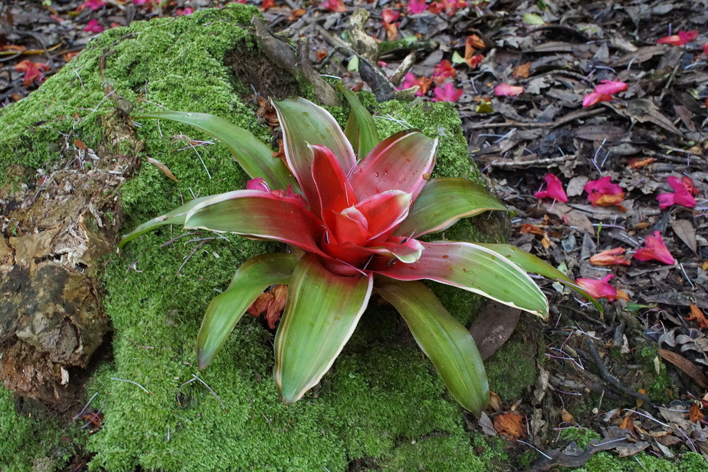 bromeliad in the forest..... by quietpurplehaze