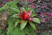 28th May 2016 - bromeliad in the forest.....